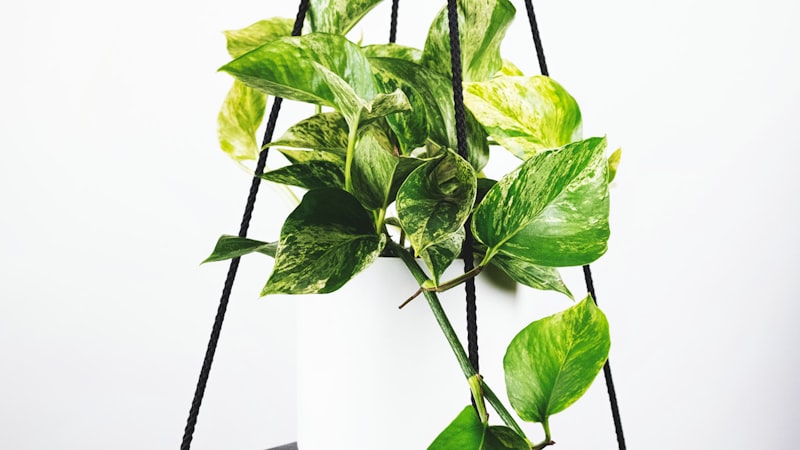 世界杯冠军奖杯大力神杯特写镜头